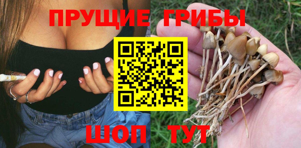 Сухой Лог  где продают наркотики  Вход с VPN  Галлюциногенные грибы мицелий 